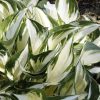 Hosta Fire And Ice #1 - Image 2